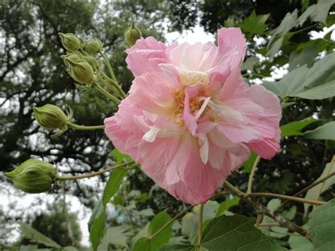 芙蓉好種嗎|木芙蓉種植方法和注意事項